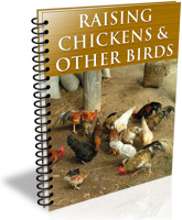 Raising Chickens & Other Birds